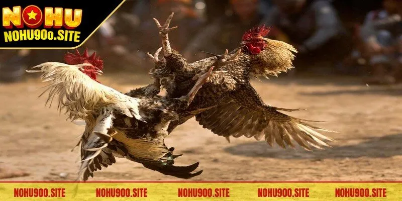 Xem xét sức mạnh, chiến thuật của gà chiến để dự đoán