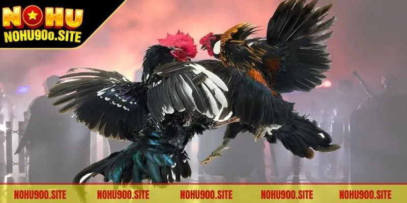 Đá gà Malaysia nổi tiếng khắp khu vực châu Á,nhất là Việt Nam